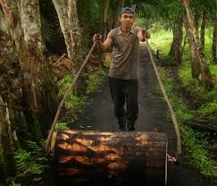 DKP Riau Targetkan 25 Persen Sagu Gantikan Beras